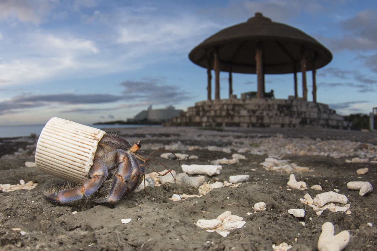 National Geographic - Planet or Plastic?